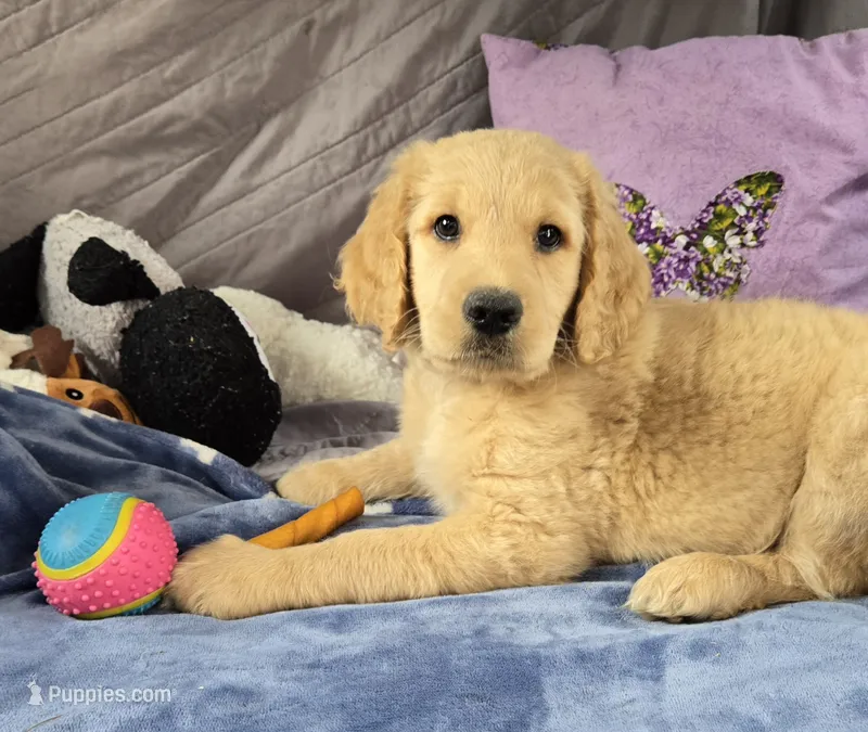 Daisy – Golden Retriever, Poodle - Standard  puppy for sale in Napoleon, MI