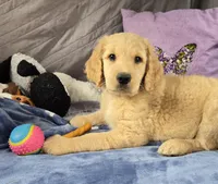 Daisy, a female Golden Retriever and Poodle - Standard  for sale in Napoleon, MI – 1 of 6