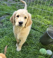 Sparky , a male Goldendoodle for sale in Napoleon, MI – 1 of 3