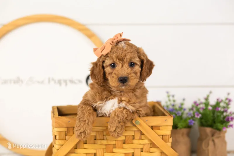 Lisa - Micro – Goldendoodle puppy for sale in Goshen, IN