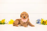 Wasabi - Medium, a male Goldendoodle for sale in Goshen, IN – Photo 2 of 3