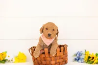 Wasabi - Medium, a male Goldendoodle for sale in Goshen, IN – Photo 3 of 3
