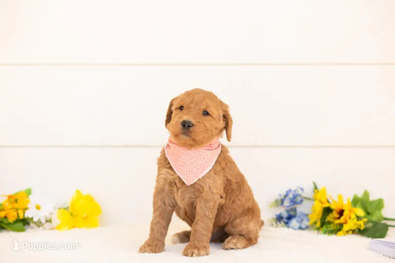 Wasabi - Medium – Goldendoodle puppy for sale in Goshen, IN