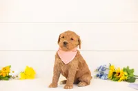 Wasabi - Medium, a male Goldendoodle for sale in Goshen, IN – Photo 1 of 3
