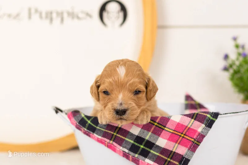 Frenchie - Medium – Goldendoodle puppy for sale in Goshen, IN