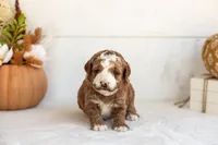 Newton - Micro, a male Goldendoodle for sale in Goshen, IN – 4 of 4