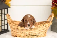 Jade - Micro, a female Goldendoodle for sale in Goshen, IN – 5 of 5