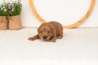 Ember - Mini, a male Miniature Goldendoodle for sale in Goshen, IN – 3 of 4