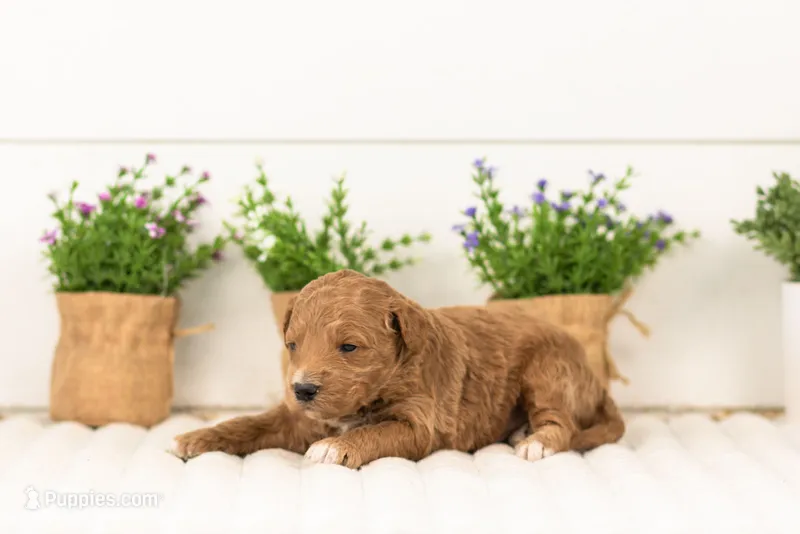 Levi - Medium – Goldendoodle puppy for sale in Goshen, IN