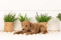 Levi - Medium, a male Goldendoodle for sale in Goshen, IN – 1 of 5