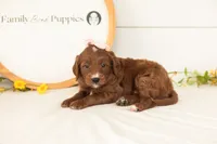Jiggly - Mini, a female Miniature Goldendoodle for sale in Goshen, IN – 3 of 3