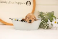 Eva - Medium, a female Goldendoodle for sale in Goshen, IN – 3 of 3