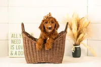 Jiggly - Mini, a female Miniature Goldendoodle for sale in Goshen, IN – 4 of 10