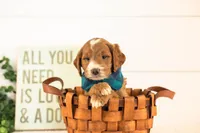 Abel - Medium, a male Goldendoodle for sale in Goshen, IN – 3 of 3