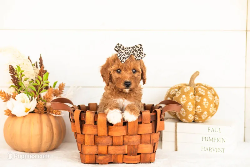 Juniper - Micro – Goldendoodle puppy for sale in Goshen, IN