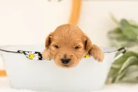 Easton - Medium, a male Goldendoodle for sale in Goshen, IN – 5 of 6