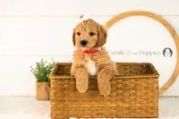 Marty -  Medium, a female Goldendoodle for sale in Goshen, IN – 6 of 10