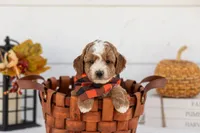 Tator - Toy, a male Goldendoodle for sale in Goshen, IN – 2 of 4