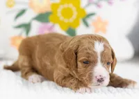 Fancy - Mini, a female English Goldendoodle for sale in Goshen, IN – Photo 1 of 4