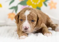 Fancy - Mini, a female English Goldendoodle for sale in Goshen, IN – Photo 3 of 4