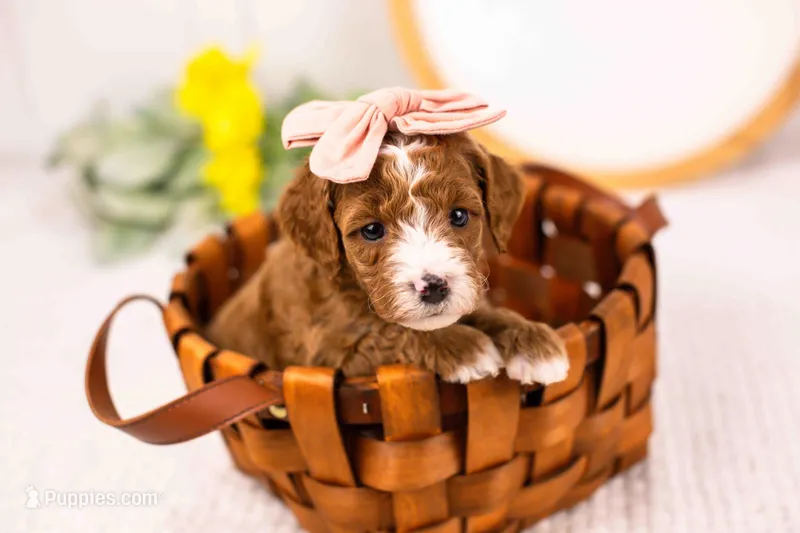 Fancy - Mini – English Goldendoodle puppy for sale in Goshen, IN