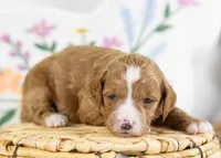 Fancy - Mini, a female English Goldendoodle for sale in Goshen, IN – Photo 2 of 4