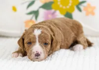 Fancy - Mini, a female English Goldendoodle for sale in Goshen, IN – Photo 4 of 4