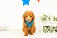 Miles - Toy, a male Goldendoodle for sale in Goshen, IN – 3 of 6
