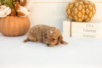 Austin - Mini, a male Goldendoodle for sale in Goshen, IN – 1 of 4