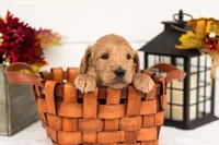 Cowardly Lion - Medium, a male Goldendoodle for sale in Goshen, IN – 2 of 5