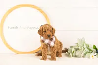 Denali - Mini, a male Miniature Goldendoodle for sale in Goshen, IN – 9 of 10