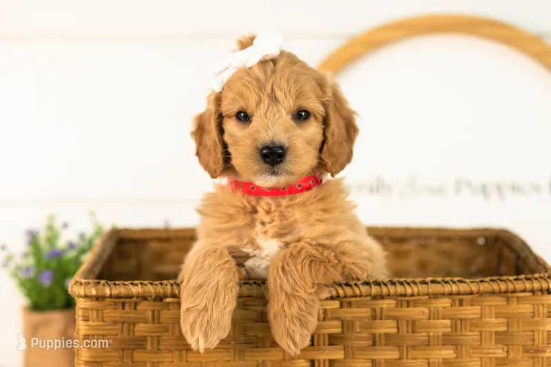 Marty -  Medium – Goldendoodle puppy for sale in Goshen, IN