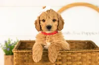 Marty -  Medium, a female Goldendoodle for sale in Goshen, IN – 4 of 10