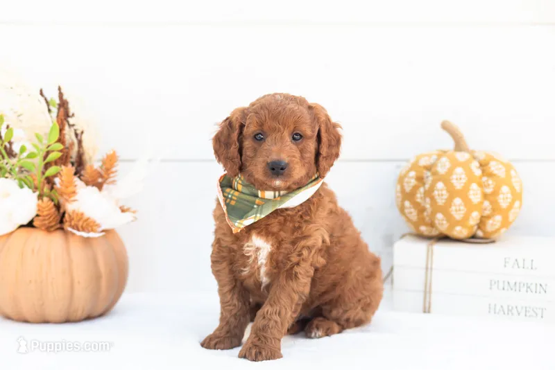 Armani - Mini – Goldendoodle puppy for sale in Goshen, IN