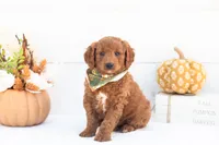 Armani - Mini, a male Goldendoodle for sale in Goshen, IN – 1 of 4