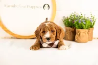 Gouda - Micro, a male Goldendoodle for sale in Goshen, IN – 4 of 10