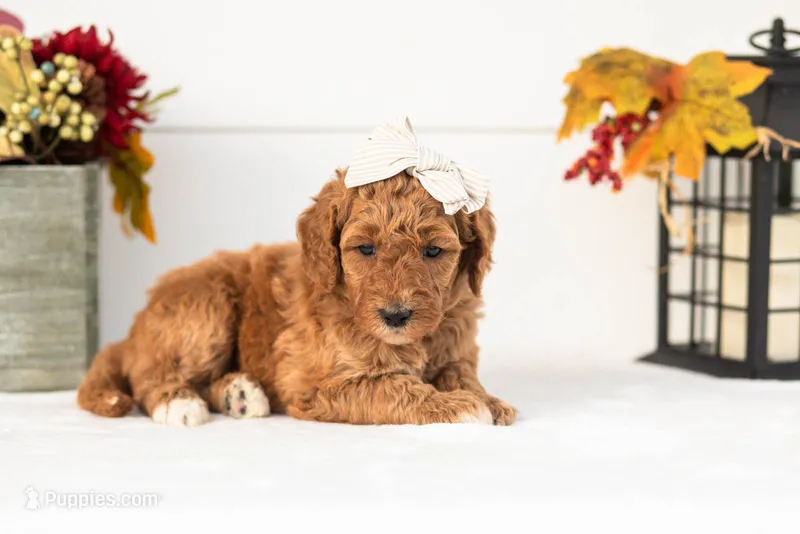 Lottie - Medium – Goldendoodle puppy for sale in Goshen, IN