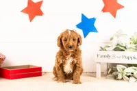 Rosalind - Mini, a female Miniature Goldendoodle for sale in Goshen, IN – 6 of 6