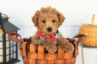 Bumble - Mini, a male Goldendoodle for sale in Goshen, IN – 5 of 9
