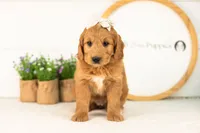 Cha Cha - Medium, a female Goldendoodle for sale in Goshen, IN – 4 of 10