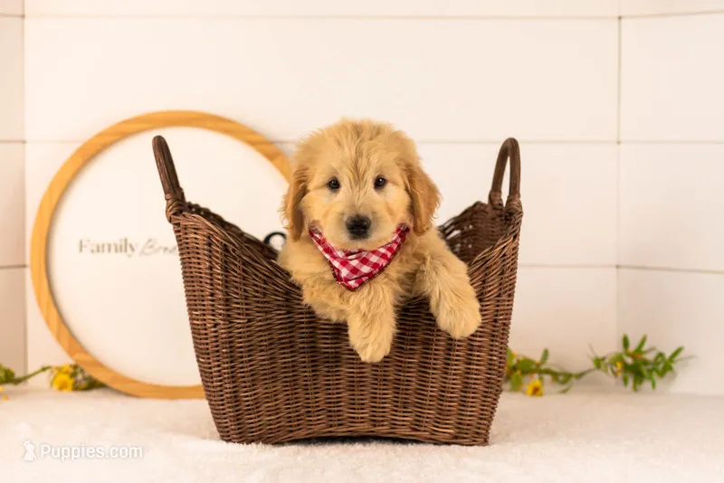 Emry - Medium – Goldendoodle puppy for sale in Goshen, IN
