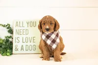 Chesney - Medium, a male Goldendoodle for sale in Goshen, IN – 2 of 3