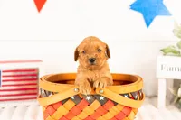Sequoia - Mini, a female Miniature Goldendoodle for sale in Goshen, IN – 3 of 3