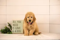 Emry - Medium, a male Goldendoodle for sale in Goshen, IN – 2 of 10