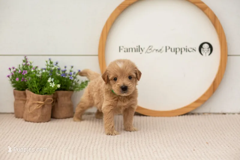 Ethan - Medium – Goldendoodle puppy for sale in Goshen, IN