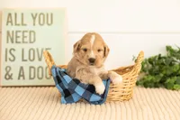 Ruby - Mini, a female Miniature Goldendoodle for sale in Goshen, IN – 4 of 5