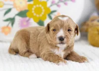 Flicker - Mini, a male English Goldendoodle for sale in Goshen, IN – Photo 3 of 4