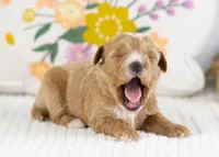 Flicker - Mini, a male English Goldendoodle for sale in Goshen, IN – Photo 4 of 4