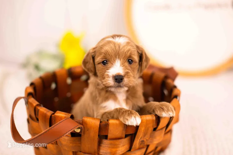 Flicker - Mini – English Goldendoodle puppy for sale in Goshen, IN
