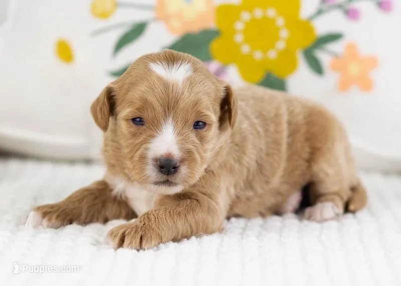 Flicker - Mini – English Goldendoodle puppy for sale in Goshen, IN